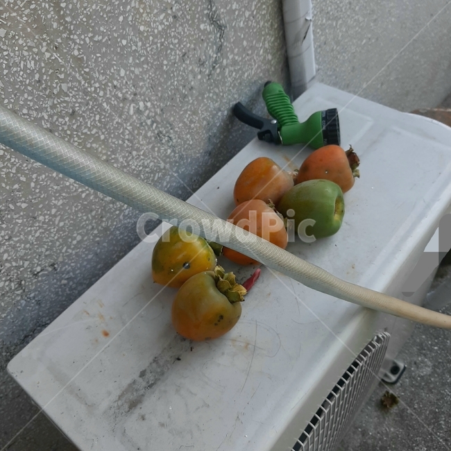plant,식물,fruit,과일,음식,food,감성,과일,열매,fruit