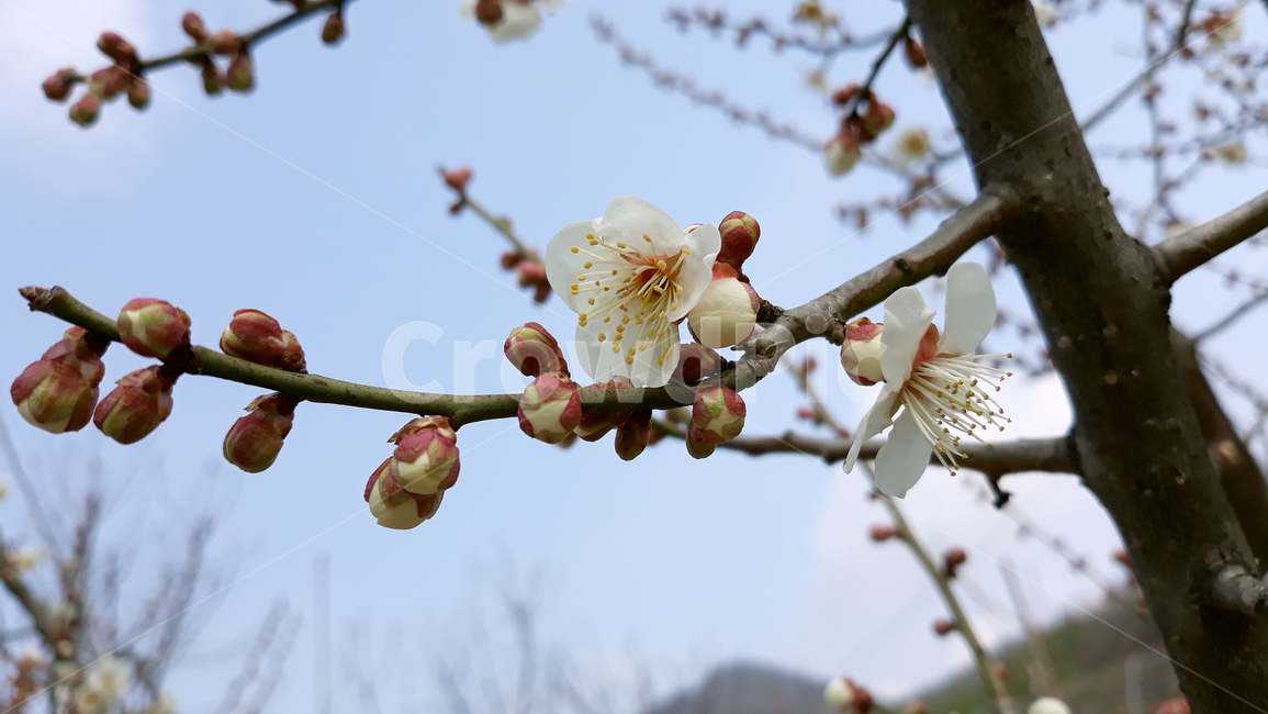 식물,자연,꽃봉우리,꽃망울,꽃,플라워,하늘,낮,봄,봄꽃,매실나무,매화,매화나무,흰색,화이트,하얀색,나뭇가지,가지,줄기,수술,꽃술,나무,활짝핀,식물,자연,plants,nature,꽃,flower,나무,trees,wood