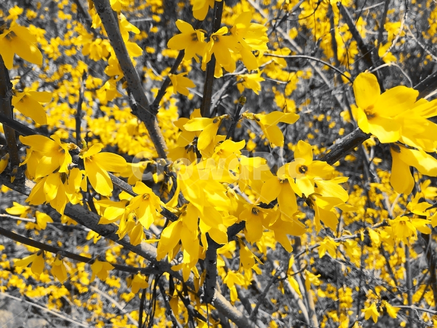 개나리,꽃,노랑,노란색,노랑색,봄,봄꽃,나뭇가지,나무,꽃놀이,꽃구경,yellow,korean,flower,forsythia,plant,flora,spring,nature,bush,tree,outdoor,floral,color,bloom,garden,season,natural,blooming,outdoors,beautiful,colorful,korea,view,blossom,floristic,asia,leaf,beauty,blooms,plants,봄,계절,spring,season,식물,자연,plants,nature,꽃,flower,잎