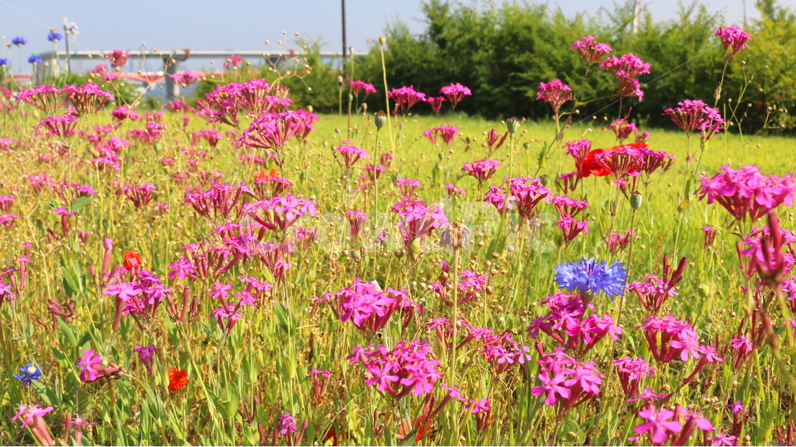 꽃,끈끈이대나물,식물,석죽과,자연,끈끈이대나물꽃,야생화,식물,자연,plants,nature,꽃,flower