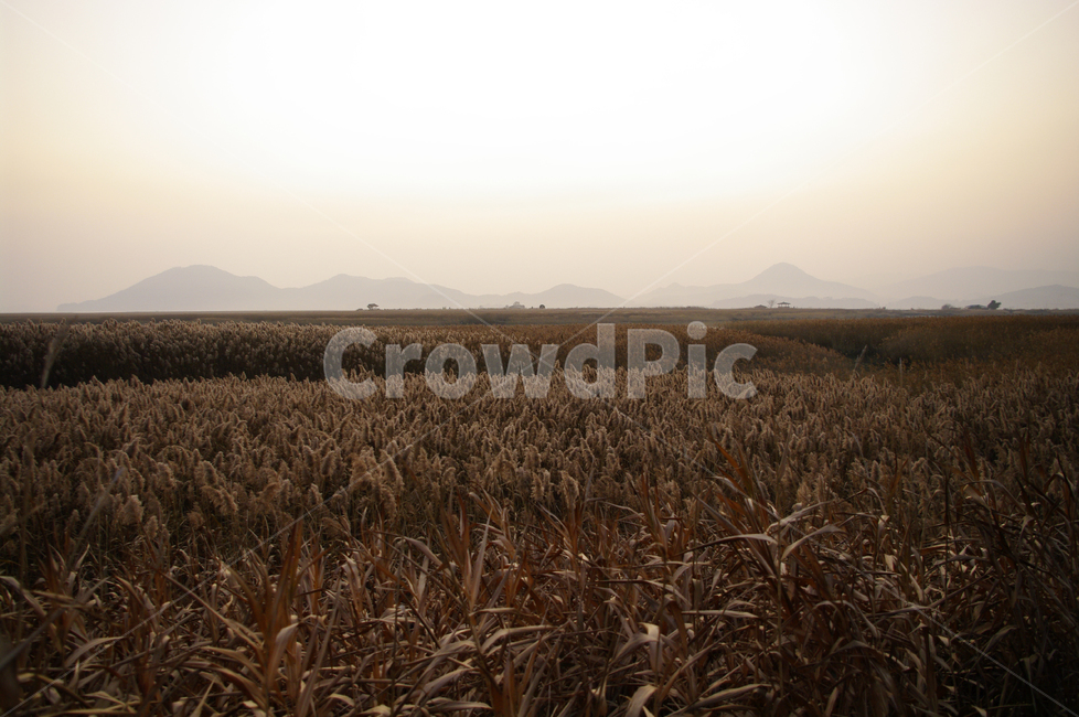 순천만,노을,풍경,하늘,갈대밭,갈대,식물,plant,가을,계절,fall,autumn,season,자연,풍경,nature,landscape,food,음식,vegetable,야채,grain,곡물