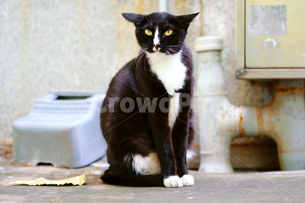 고양이,길고양이,길냥이,야옹이,냐옹이,애완묘,반려묘,애완동물,펫,캣,도둑고양이,야생동물,pet,cat,alleycat,wild,wildlife,mammal,animal,동물,animal,포유류,mammal,고양이,cat,kitten,kitty