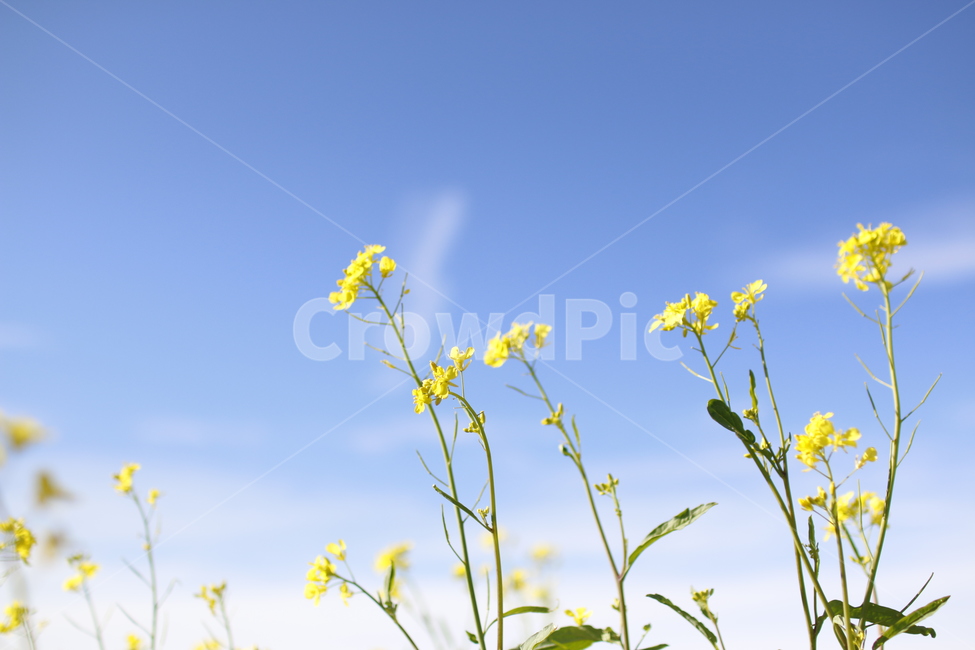 유채꽃,유채,꽃,꽃밭,노란색,예쁜,아름다운,즐거운,명랑한,노랑,봄,하늘,가을,카놀라유,카놀라,제주도,몽골,유채꽃밭,몽골리아,여행,생기있는,울란바토르,봄,계절,spring,season,식물,자연,plants,nature,꽃,flower,outdoors,옥외,grassland,목초지,field,들,meadow,farm,농장,rural,농촌