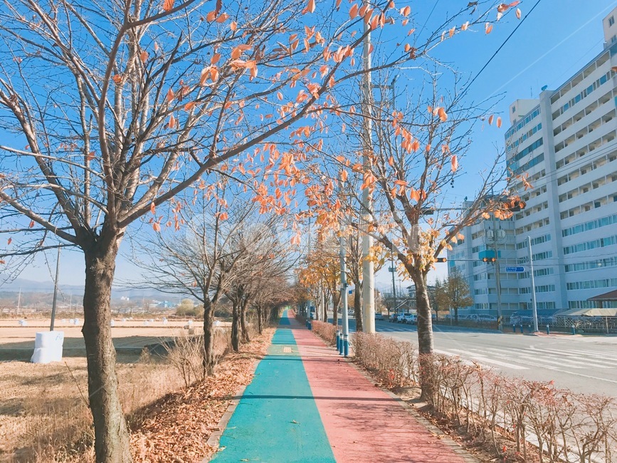 알록달록,가을,하늘,낙엽,감성,가을,계절,fall,autumn,season,path,통로,tree,나무,plant,식물