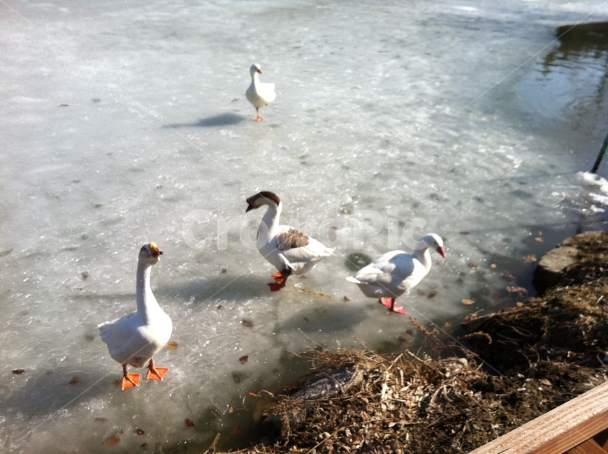 얼음오리,얼음위동물,오리,겨울동물,겨울오리,겨울,계절,winter,season,동물,animal,조류,새,birds