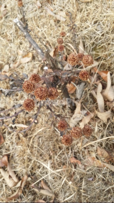 꽃,국화,겨울,쓸쓸한,고독,낙엽,식물,자연,plants,nature