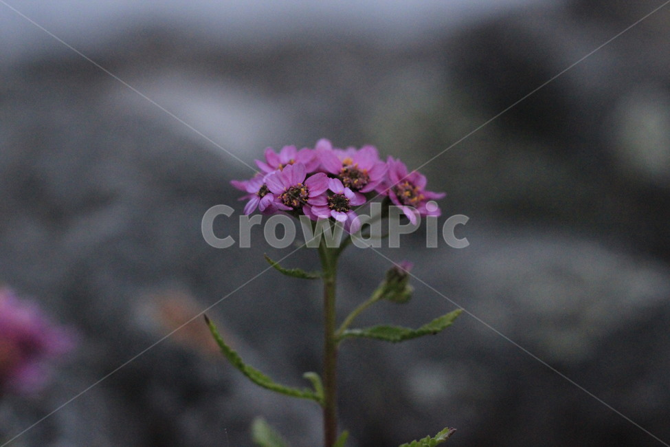 꽃,자연,rock,flower,nature