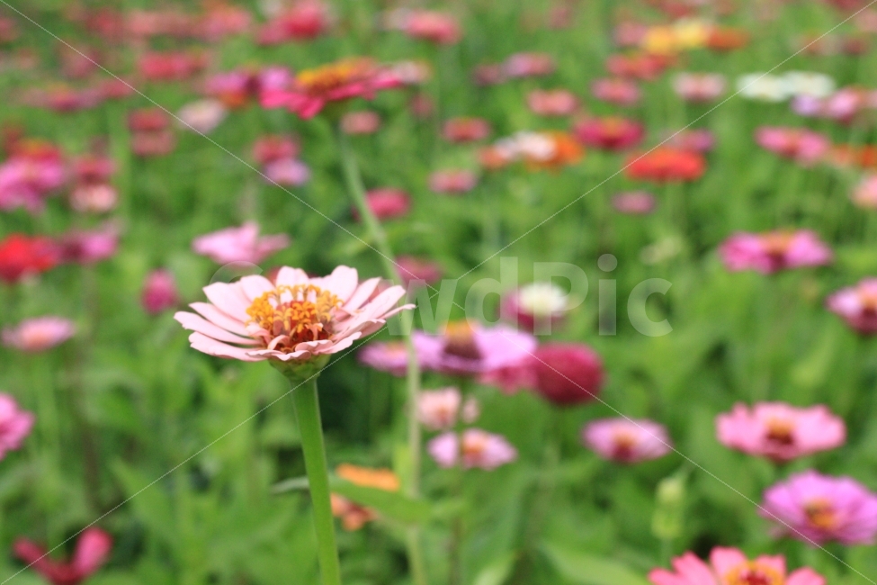 대한민국,고창,천일홍,꽃,여름,꽃밭,가든,여행,식물,자연,plants,nature,꽃,flower