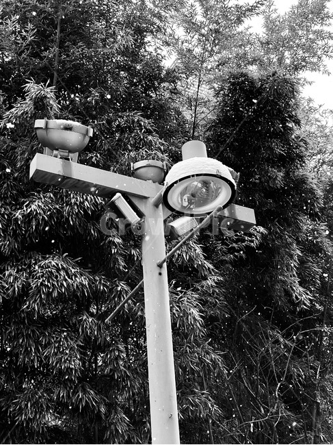 램프포스트,lamppost,흑백,가로등,나무,tree