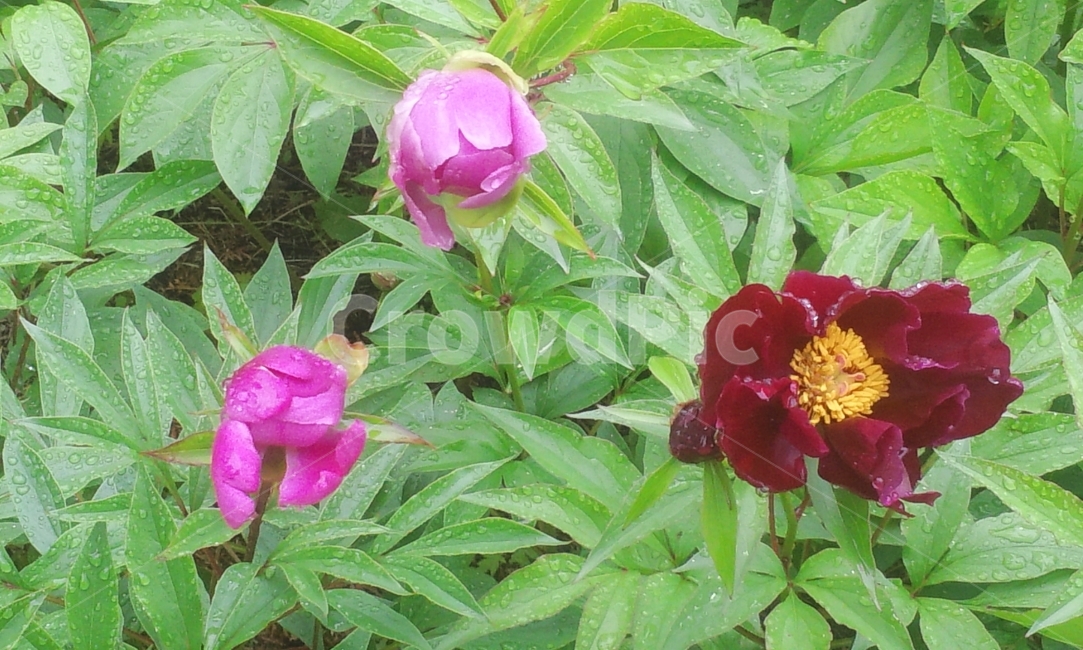 작약,꽃,약초,정원,식물,식물,자연,plants,nature,꽃,flower