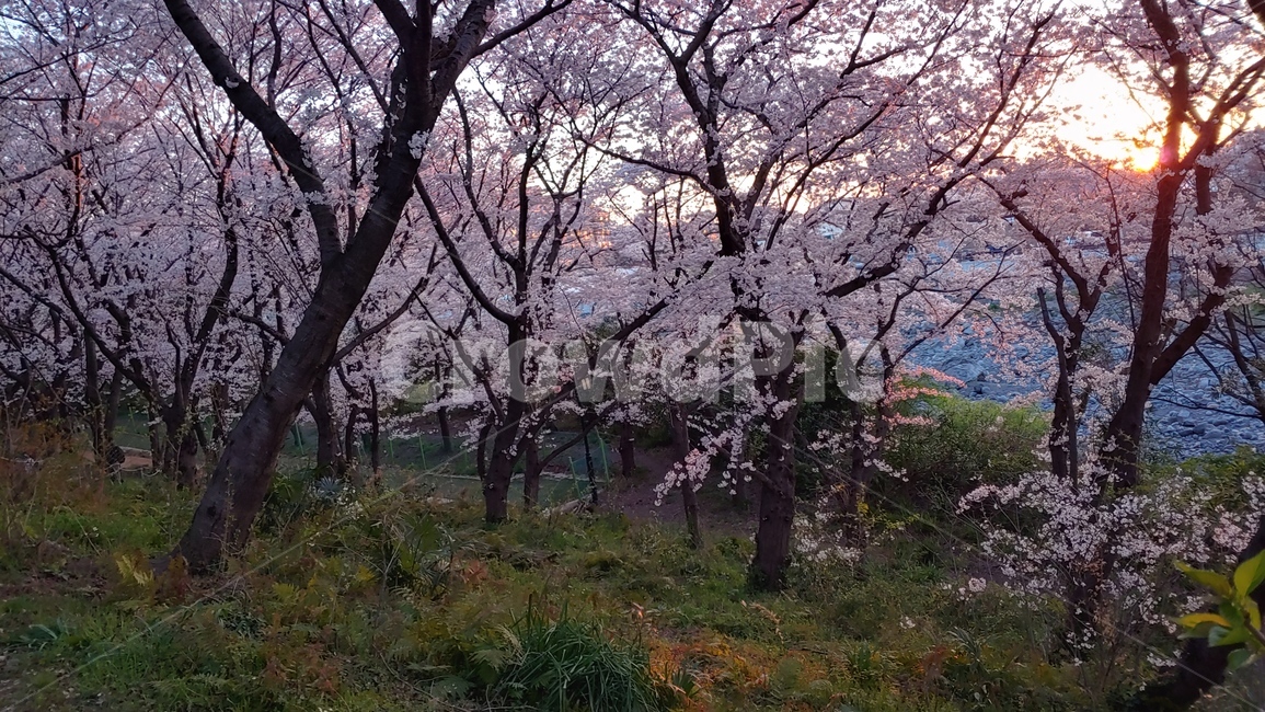 유채꽃,노을,야경,자연,해
