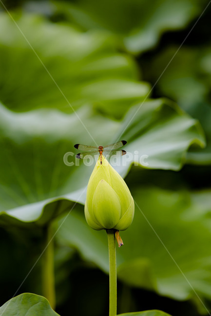 연꽃,연,연잎,꽃,수상식물,자연,청정,순결,청순,관곡지,연꽃봉오리,잠자리