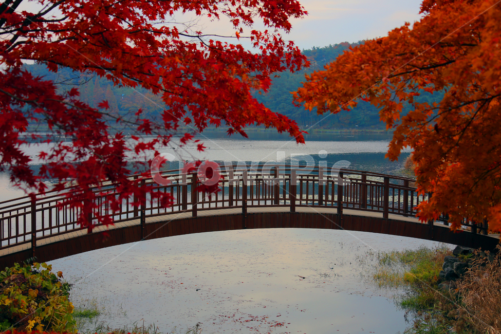 단풍,다리,plant,나무,물,가을,계절,fall,autumn,season,자연,풍경,nature,landscape,leaf,잎,식물,tree,water