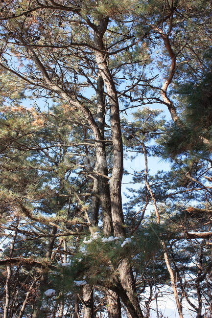 의림지,용두산,소나무,나무,자연,자연,풍경,nature,landscape,식물,plants,나무,trees,wood,tree,plant,tree trunk,나무 줄기