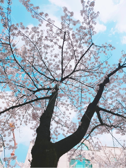 벚꽃,꽃,하늘,자연,풍경,봄,나무,봄,계절,spring,season,식물,자연,plants,nature,나무,trees,wood,plant,flower,cherry blossom,blossom