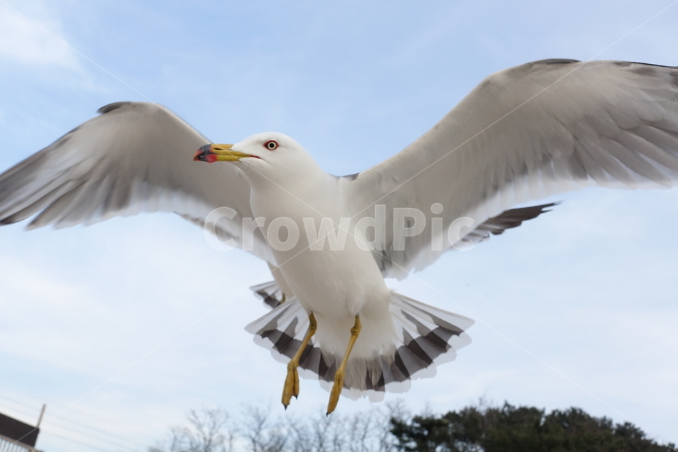 갈매기,새,동물,자연,날개,부리,깃털,동물,animal,조류,새,birds