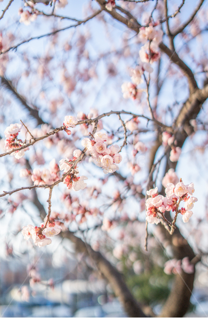 봄,벗꽃,벚꽃,plant,식물,blossom,꽃,flower,나무