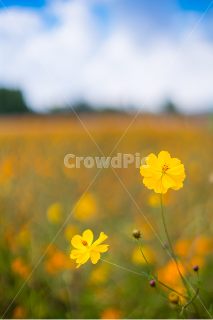 자연,풍경,꽃,꽃밭,식물,flower,가을,계절,fall,autumn,season,식물,자연,plants,nature,꽃,flower,field,들