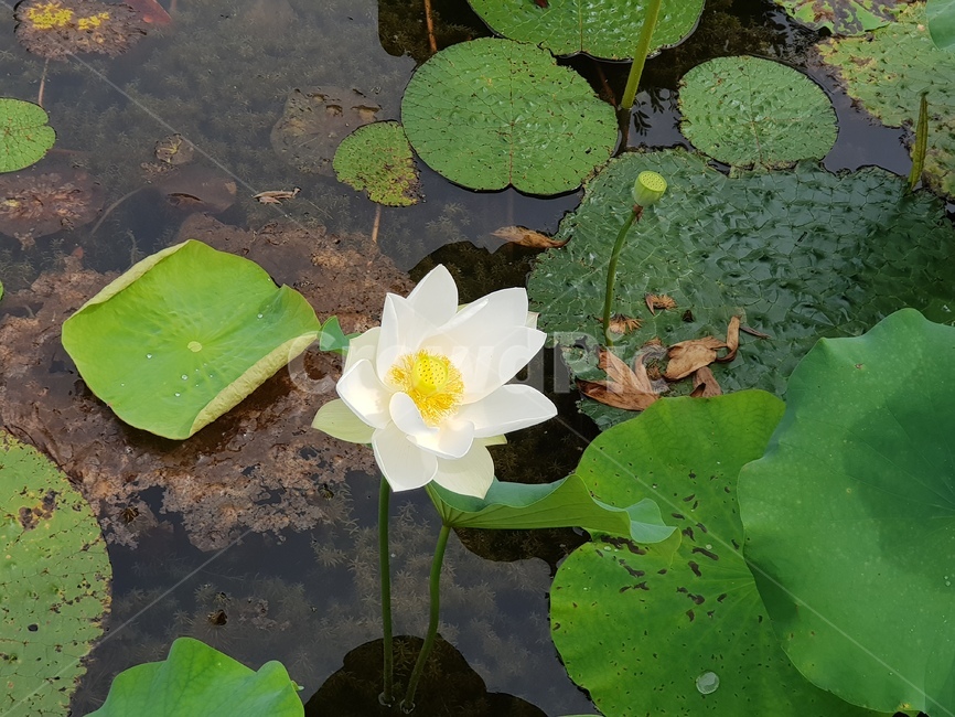 연꽃,흰연꽃,백련,회산백련지,연잎