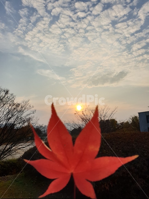 자연,꽃,나무,하늘,배경화면
