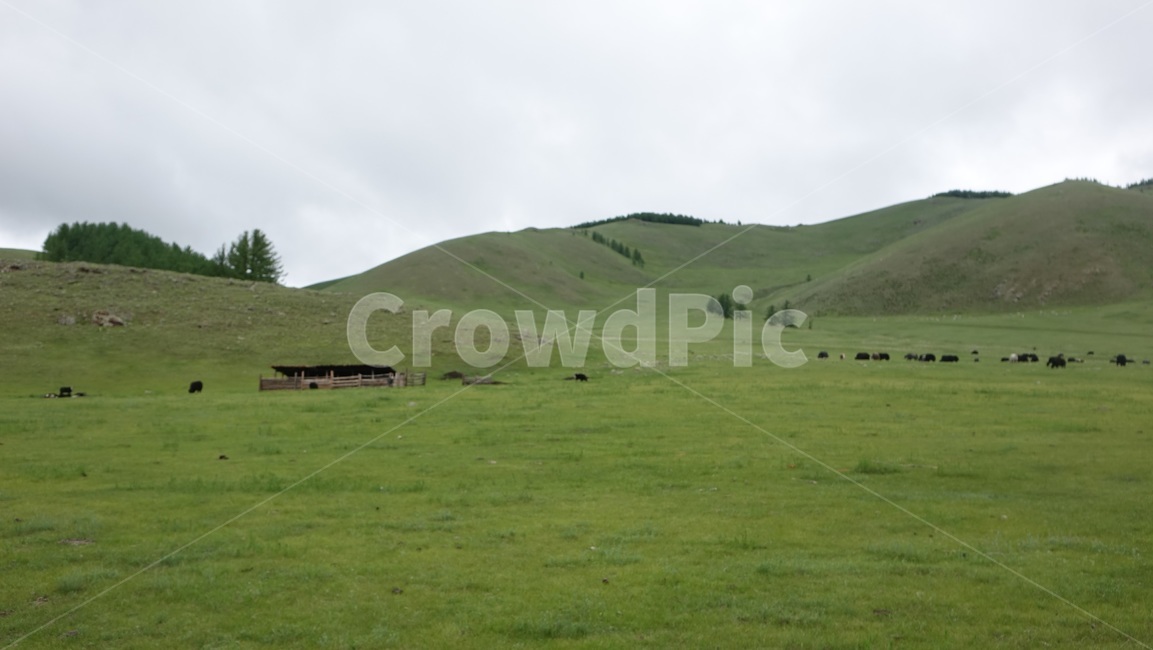 green,grass,field,그린,초록,풀밭,들판,자연,nature,grassland,들,몽골,초원
