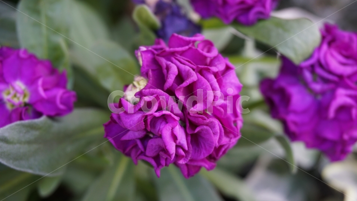 꽃,보라색,자연,식물,나무,식물,자연,plants,nature,꽃,flower