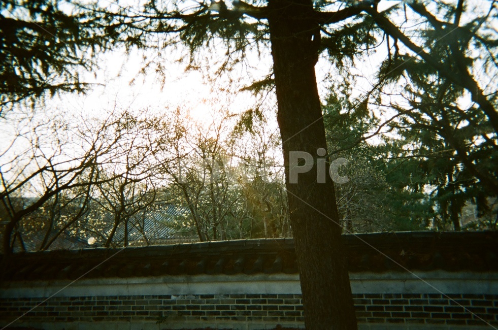 보문단지,경주,담장,해질녘,나무,식물,자연,plants,nature,나무,trees,wood