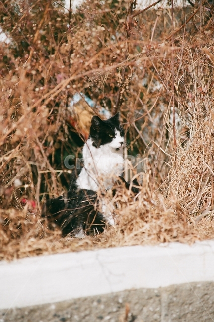 고양이,길고양이,일상,동물,동물보호,동물,animal,포유류,mammal,고양이,cat,kitten,kitty