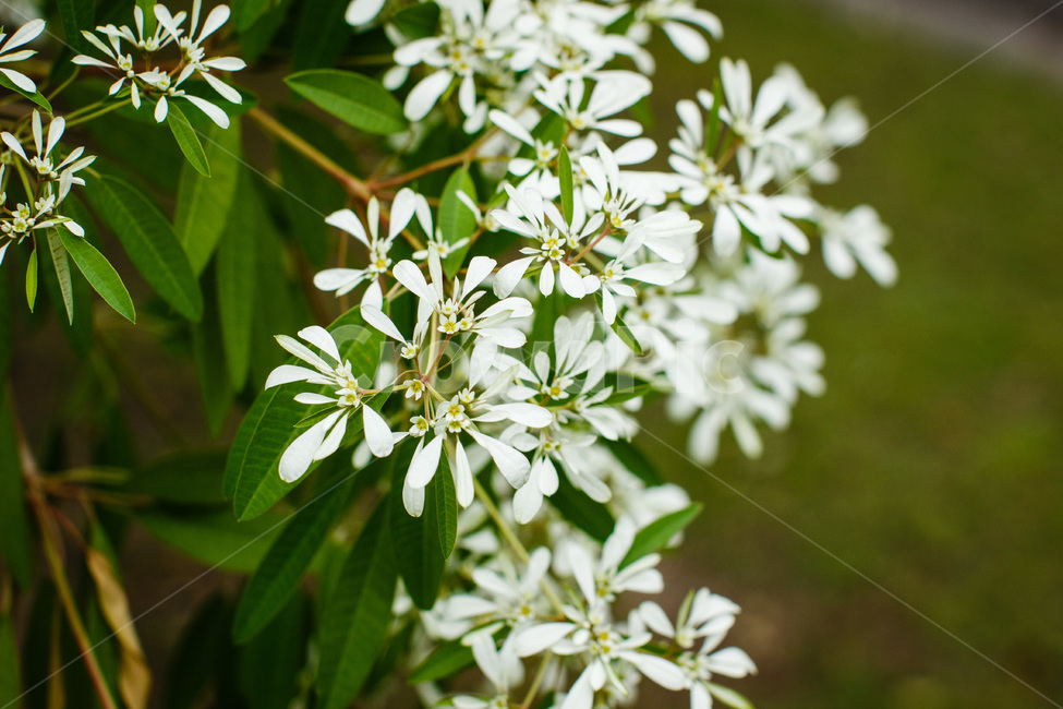 꽃,풀,초목,정원,꽃밭,flower,plant,garden,식물,자연,plants,nature,꽃,flower