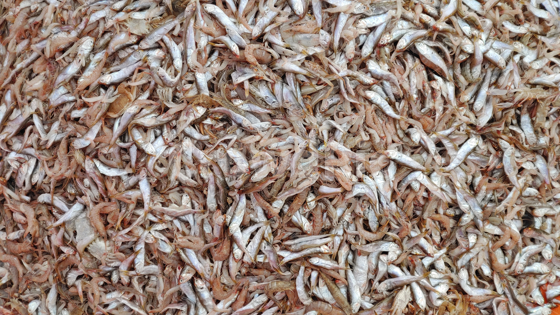 수산물,음식,푸드,해물,해산물,바다생물,다양한,좌판,노점,피쉬,fish,신선한,fresh,배경,바탕,백그라운드,어시장,수산시장,한국적,우리것,어종,animal,동물,생선,생선가게,해양생물,수산물,해산물,fishery products,seafood