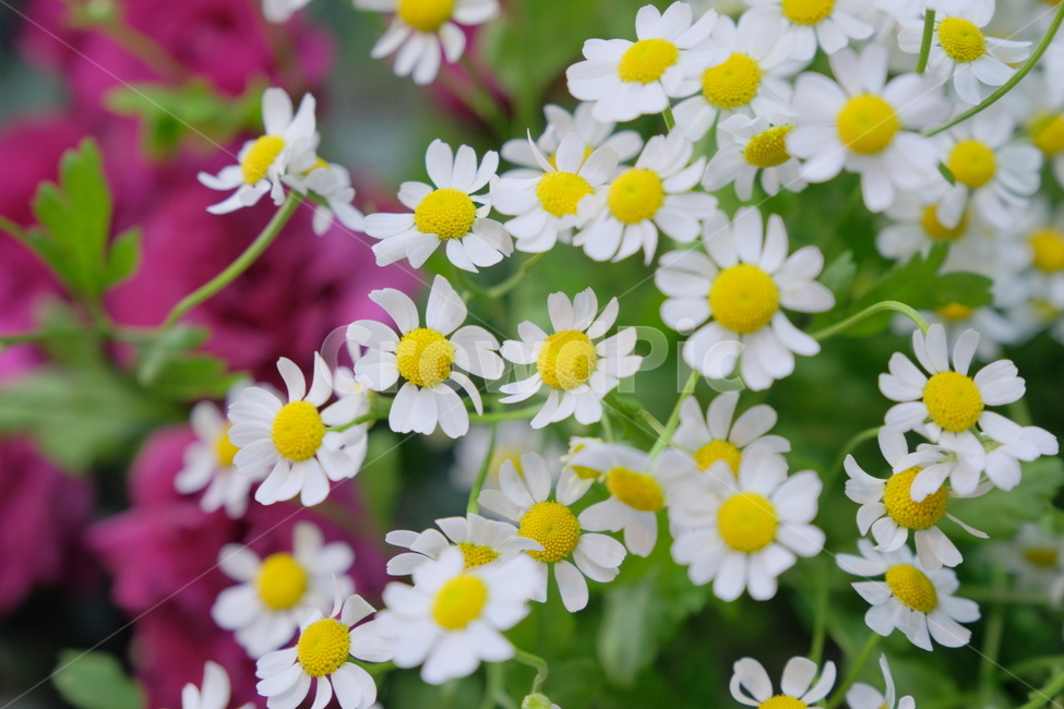 꽃,flower,개망초,계란꽃,plant,배경화면