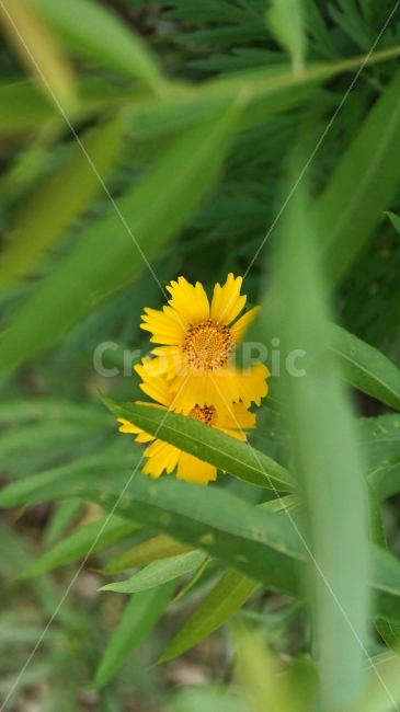 금계국,꽃,플라워,자연,식물,flower,nature,이파리,꽃사진,접사,macro,풍경,landscape,plants,식물,자연,plants,nature,꽃,flower
