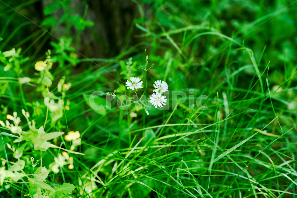 풀,꽃,초록색,green,flower,grass,식물,자연,plants,nature,꽃,flower