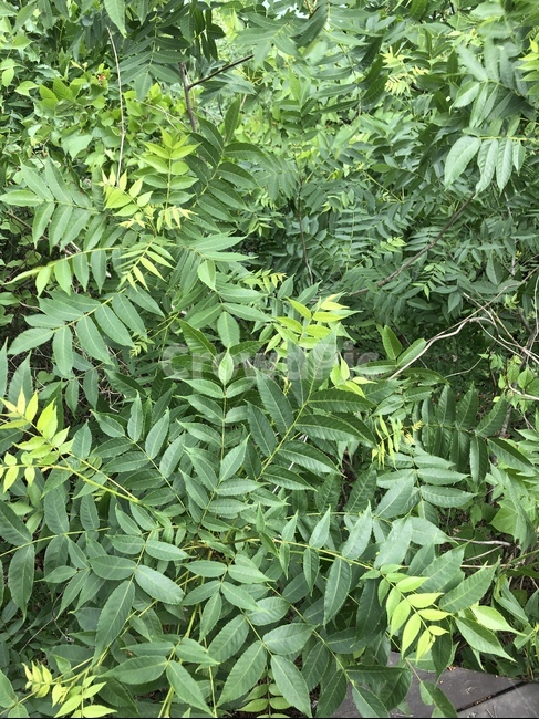 plant,식물,vegetation,초목,leaf,잎