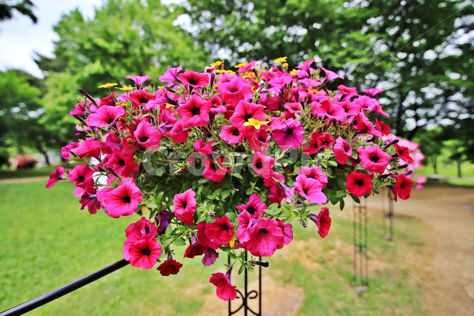 장미,장미축제,서울대공원,장미원,감성사진,식물,자연,plants,nature,꽃,flower