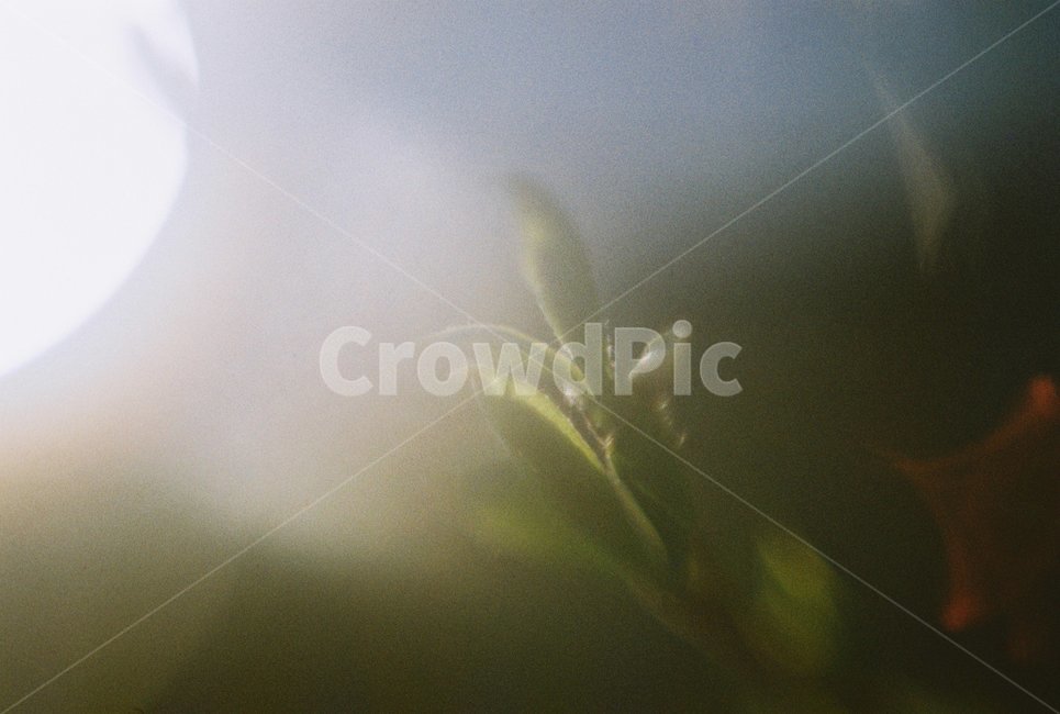 우포늪,자연,필름사진,아침,새벽,빛,새싹,식물,자연,plants,nature,감성,sensible,feeling,휴식,힐링,rest,relaxation,healing