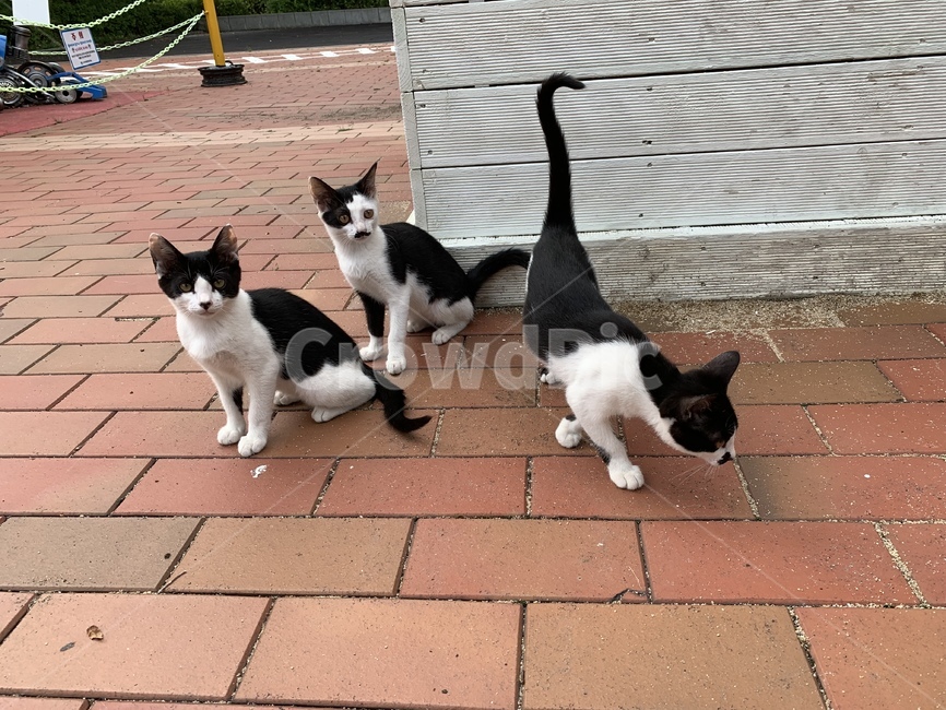 고양이,길고양이,동물,아기고양이,길냥이,펫,포유류,귀여운,animal,cat,pet,kitty,lovely