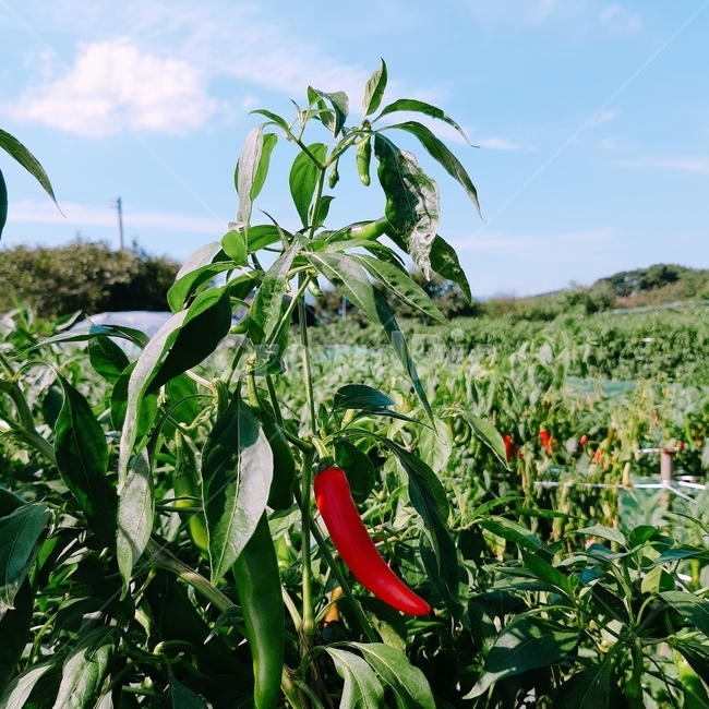 고추,자연,농사,고추밭,빨간고추,식물,자연,plants,nature,채소,야채,vegetables,산업,industry,industrial,농업,농사,agriculture,farming,farming industry