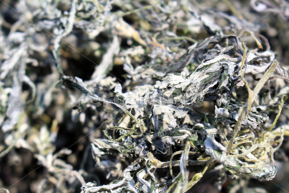 쑥,말린쑥,건조쑥,쑥건조,약용식물