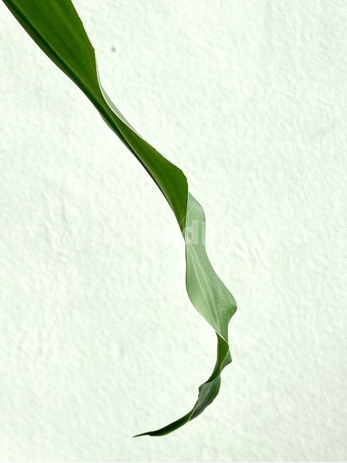 plant,식물,green,초록색,화초,식물,자연,plants,nature
