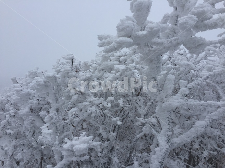 겨울,겨울눈,눈꽃,덕유산,나무,눈,ice,눈보라,blizzard,winter,snow,폭풍,옥외,겨울,계절,winter,season