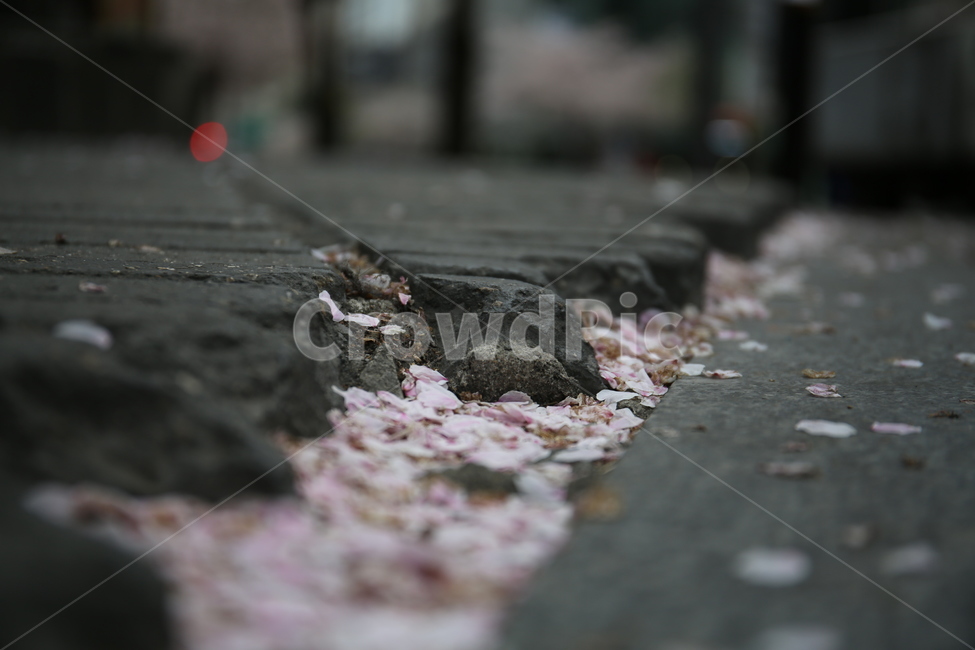 벚꽃,떨어진꽃잎,벚꽃잎,봄,식물,봄,계절,spring,season