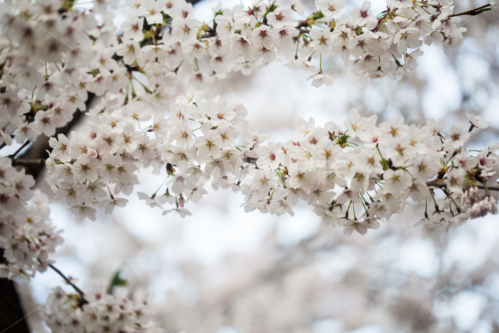 spring,cherryblossoms,pink,warm,벚꽃,분홍색,핑크색,봄,따듯함,plant,식물,flower,blossom,꽃