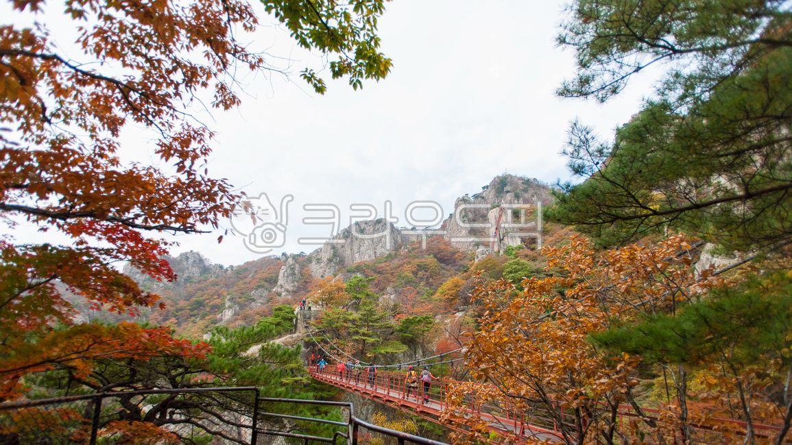 nature,Daedunsan Mountain,sky bridge,maple,autumn,hiking trail,Maple