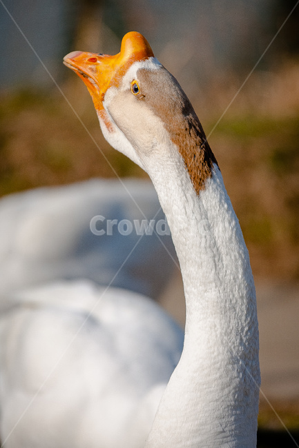 거위,동물원,부리,조류,동물,동물,animal,조류,새,birds