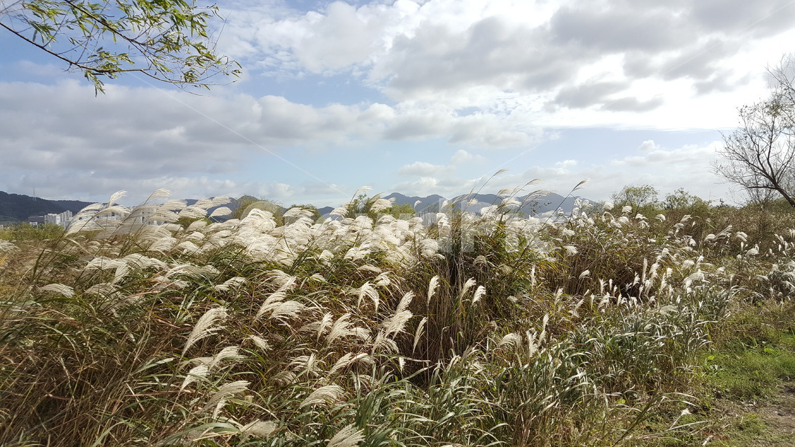 갈대,가을느낌,휘날림,오후,산책로,자연,풍경,nature,landscape,grass,잔디,plant,식물,lawn,reed