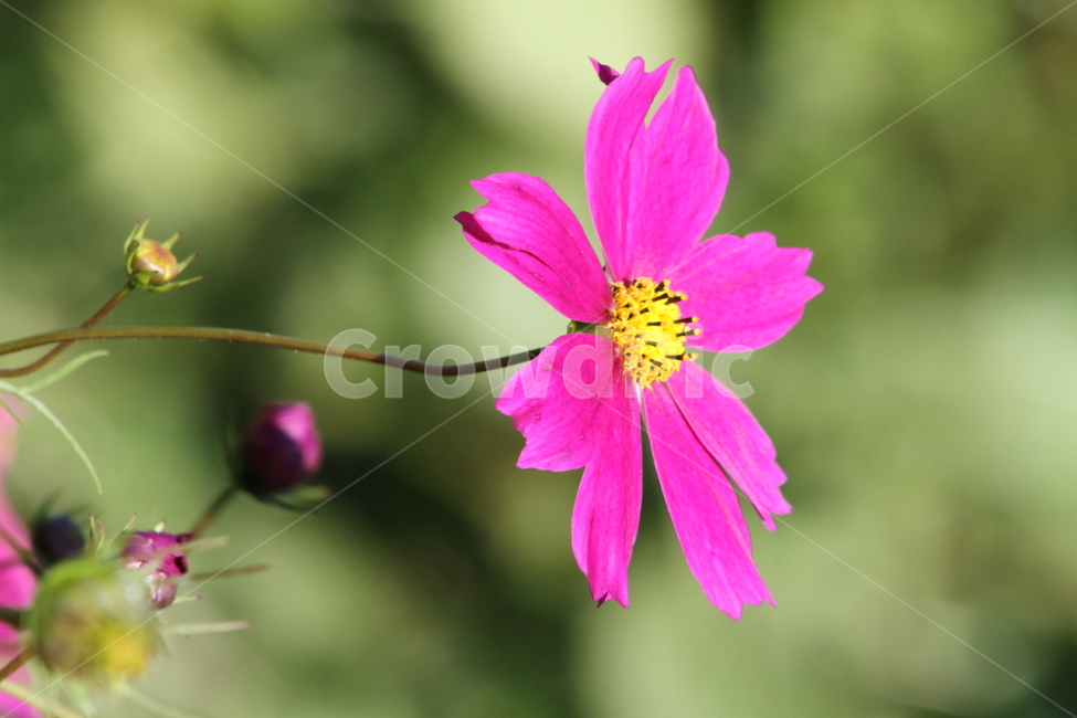코스모스,꽃,식물,가을꽃,cosmos,가을,계절,fall,autumn,season,식물,자연,plants,nature,꽃,flower,plant,geranium,제라늄,blossom,petal,꽃잎