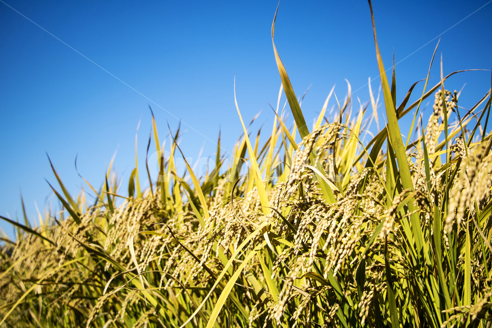 벼,이삭,벼농사,가을,추수,농촌,논,곡식,곡류,곡식,cereals,산업,industry,industrial,농업,농사,agriculture,farming,farming industry