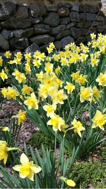 수선화,봄,돌담,노란색꽃,plant,식물,flower,꽃,blossom