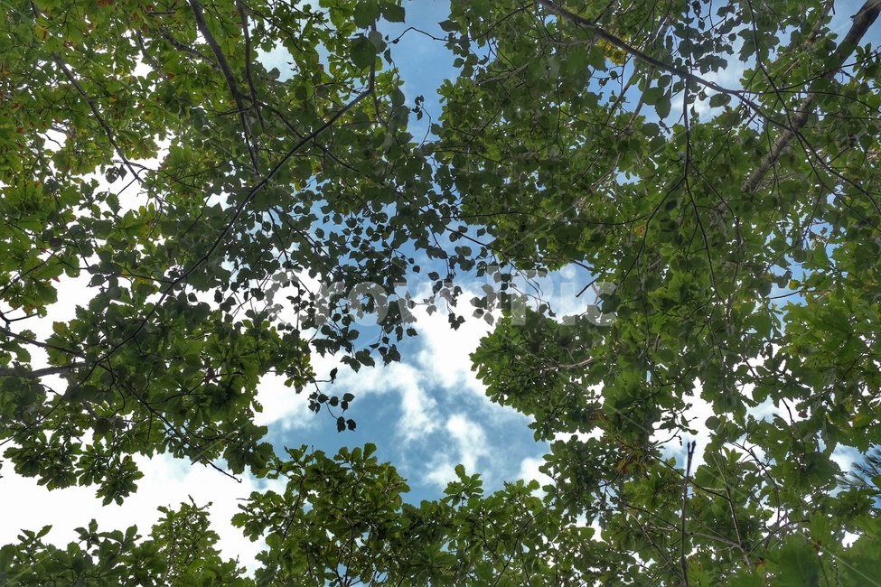 나뭇잎,파란하늘,배경,짙은초록,sky,자연,풍경,nature,landscape,식물,plants,나무,trees,wood,tree,plant,vegetation,초목,sunlight,햇빛